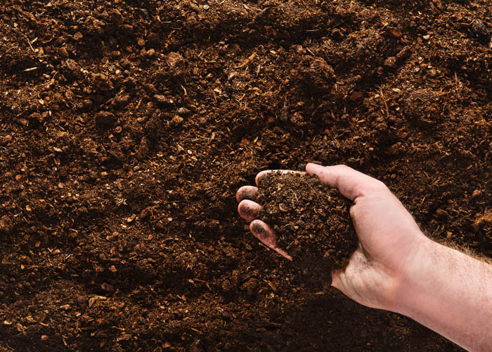 Hand planting seeds on a natural soil background. Closeup image.