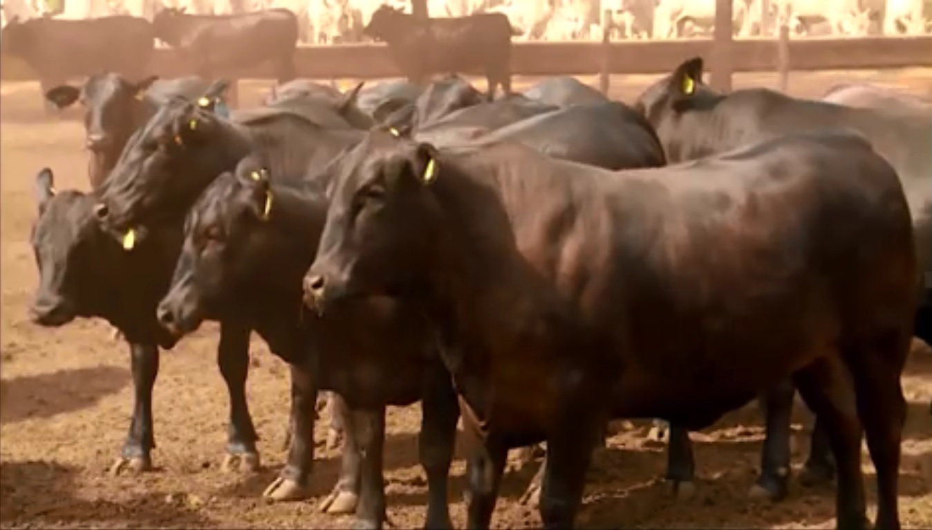 Em fazenda no MT quem decide o sistema de produção é o consumidor de carne