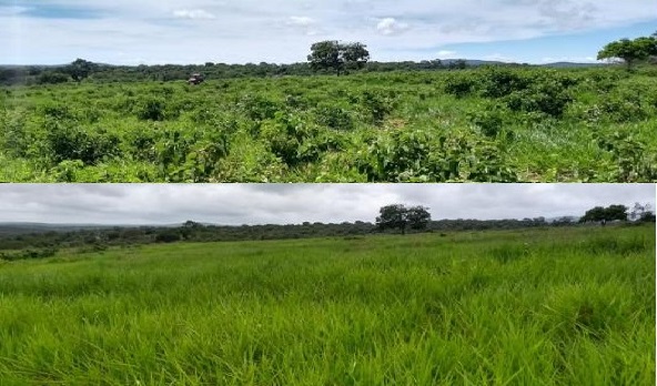 Defensivo elimina plantas daninhas duras das pastagens no Nordeste