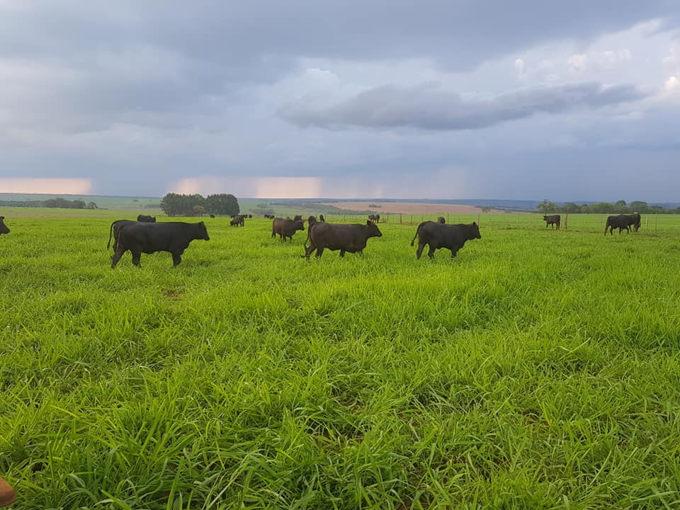 Solo fraco, produtividade alta: ILP ajuda fazenda a engordar bois de 14 meses e 19@