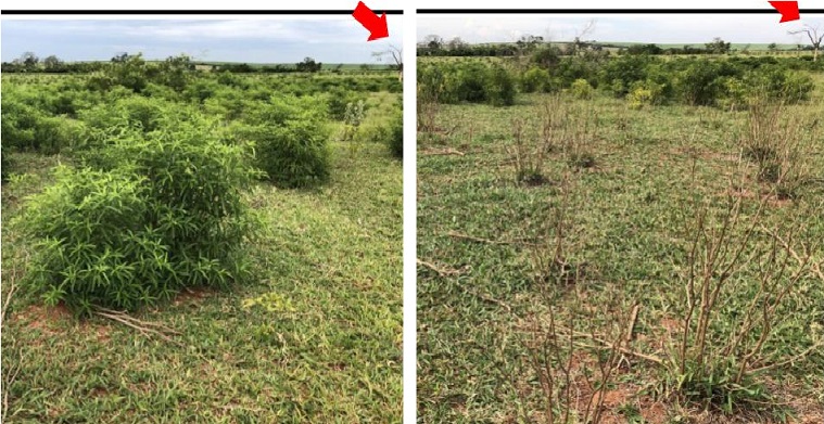 Principais plantas daninhas do Oeste Paulista e como fazer o seu controle