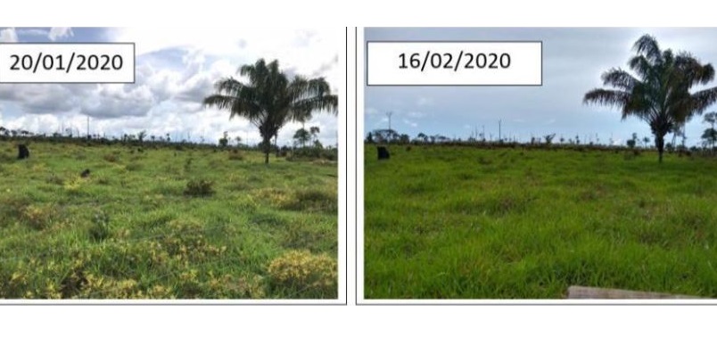 Agrônomo indica forma de controlar plantas daninhas no Bioma Amazônico