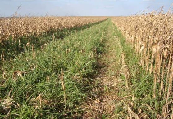 Quando plantar e quantos kg de braquiária devo usar no consórcio com milho?