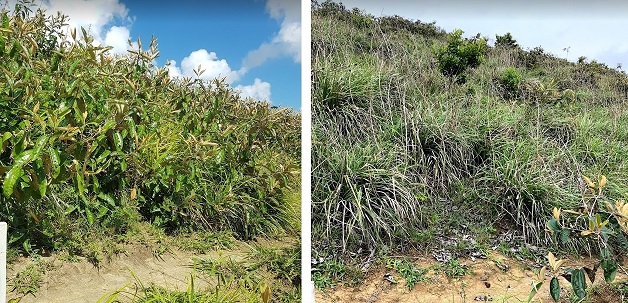 Agrônomo lista primeiros passos para combater plantas daninhas no Nordeste