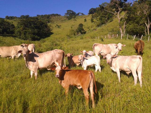 Que raças posso cruzar com minhas vacas F1 Simental x Nelore?