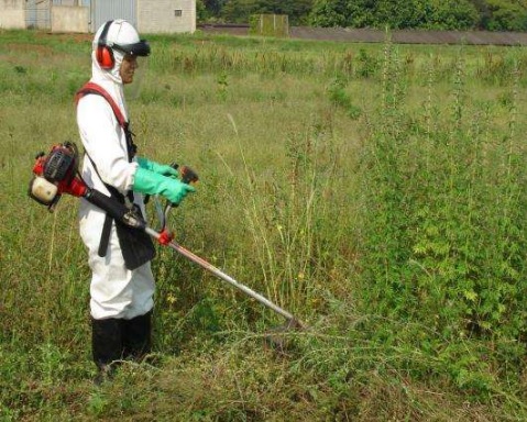 Devo roçar as plantas daninhas no meu pasto antes de aplicar o herbicida?