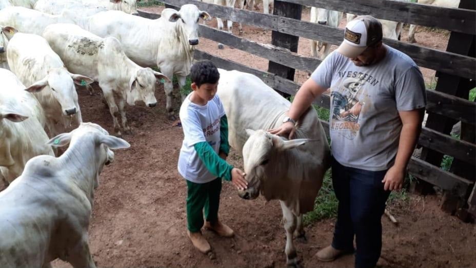 Bovino sem cuidados na área de curral da fazenda. Foto: Divulgação