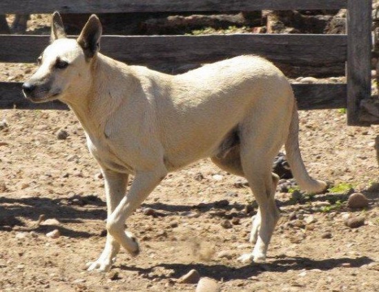 Cuidado com o cão na lida campeira; ele pode transmitir doenças para o gado