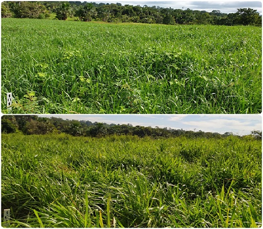 Quando começar o cuidado com as plantas daninhas após a reforma do pasto?