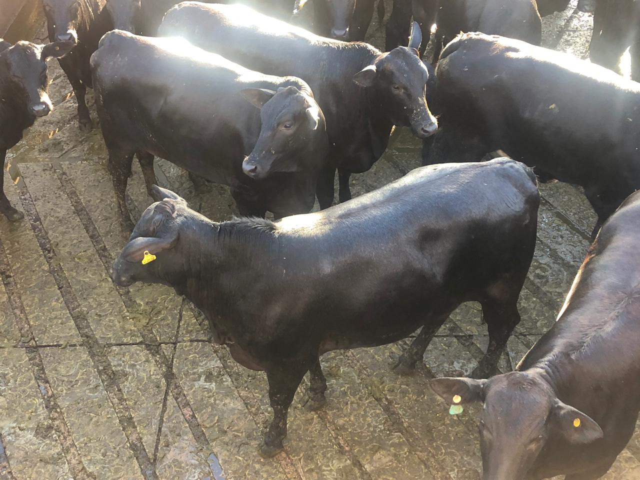 Novilhas Angus premiadas em R$ 23/@ e mais lotes deste 22 de junho de 2020