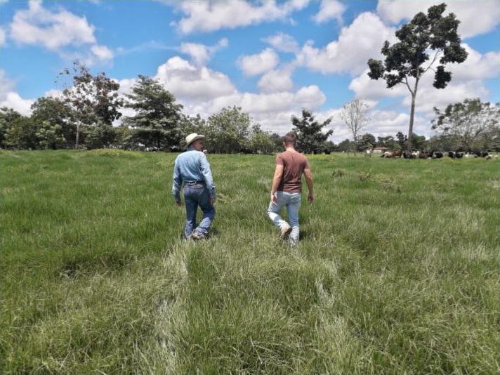 Pecuarista do Pará aumentou produtividade em 90% com limpeza de pasto