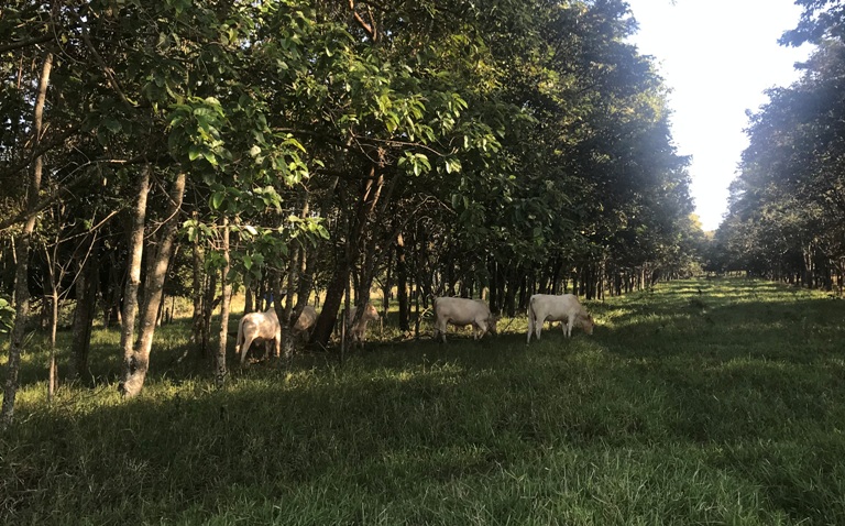 Serviços ambientais ajudam produtor a extrair potencial máximo de sua fazenda