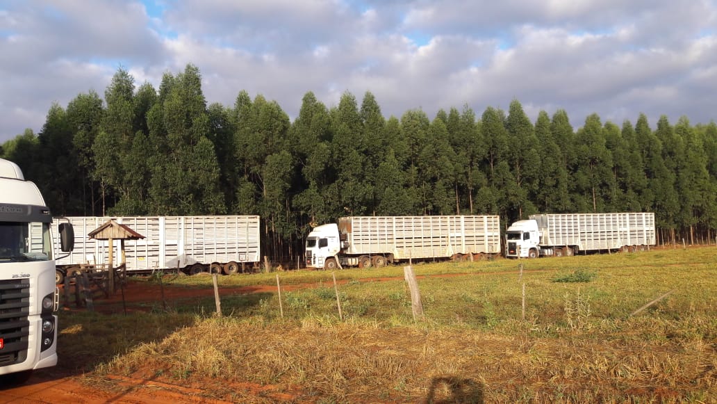 De SP ao AC: veja a saga do transporte boiadeiro em uma viagem de mais de 3 mil km