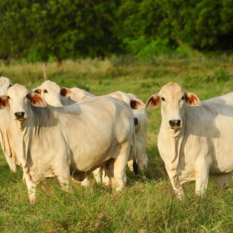 Lote de vacas Tabapuã em área de pasto. Foto: Divulgação