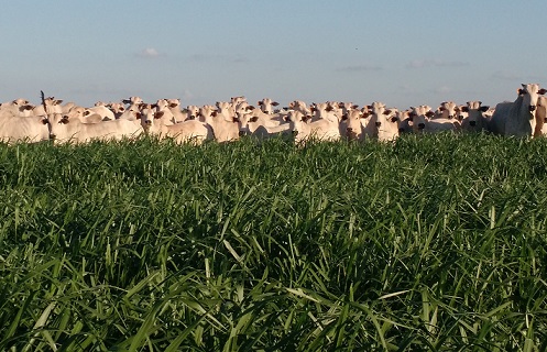 Arrendamento de pastagem no Brasil teve valorização média de 7% em um ano