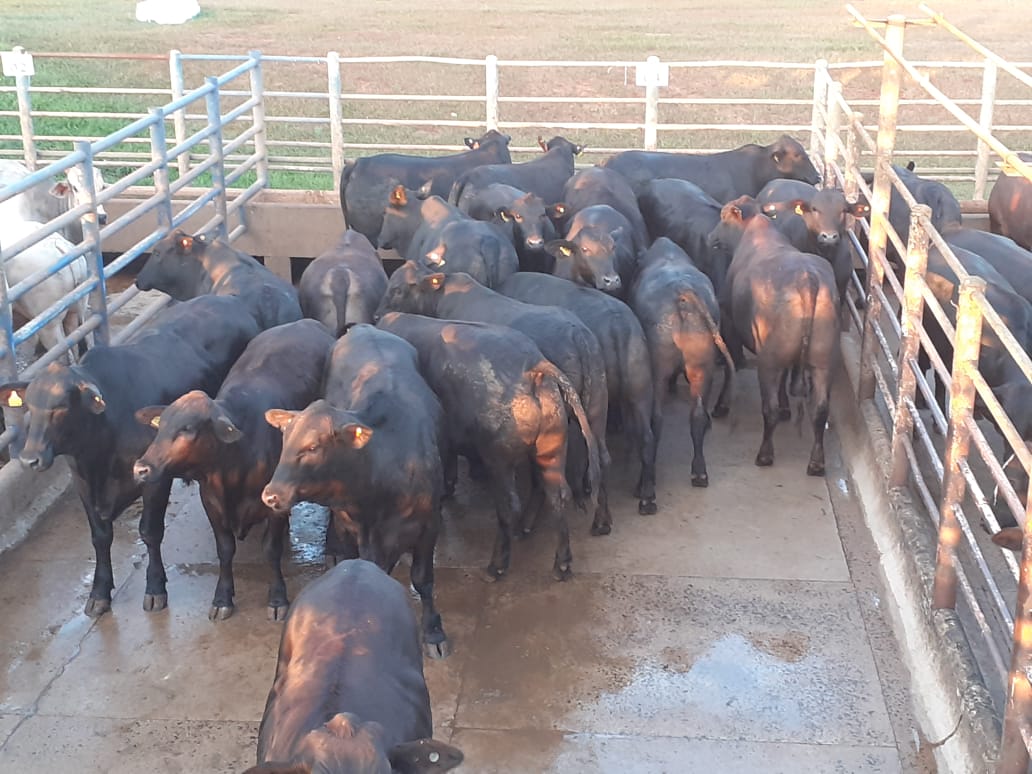 Lotes de bois castrados e novilhas Angus gabaritam Farol da Qualidade em Iturama-MG