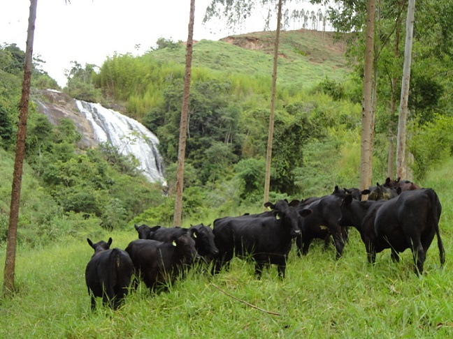 Fazenda que fatura 3x mais que média brasileira está entre mais sustentáveis do mundo