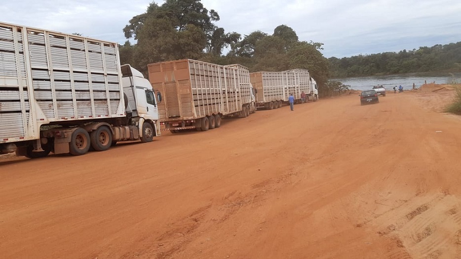 Conheça os desafios do transporte boiadeiro de Mozarlândia, “a cidade do boi”