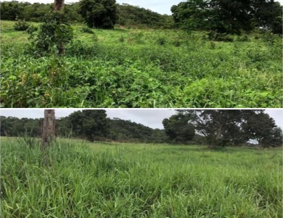 Saiba controlar as principais plantas daninhas que afetam a pecuária no Vale do Araguaia