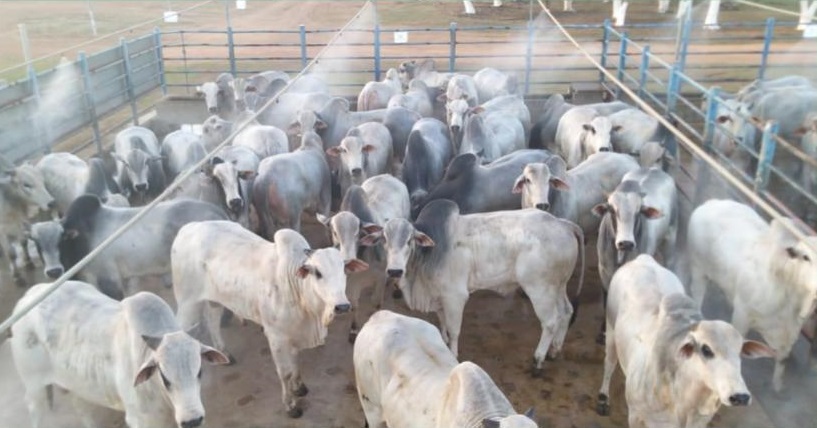 Curral "de encher os olhos" no 1º Circuito Nelore em Alta Floresta-MT e mais lotes em destaque em 07/07