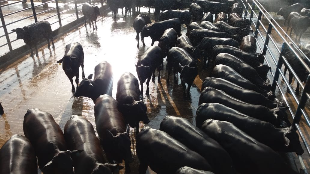 Visita à Fazenda Alvorada, em Piçarra-PA, e os lotes em destaque de 24/07/2020