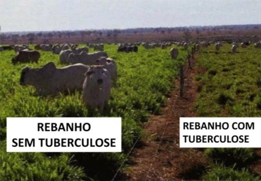 Como fazer a lição de casa para erradicar a tuberculose no rebanho?