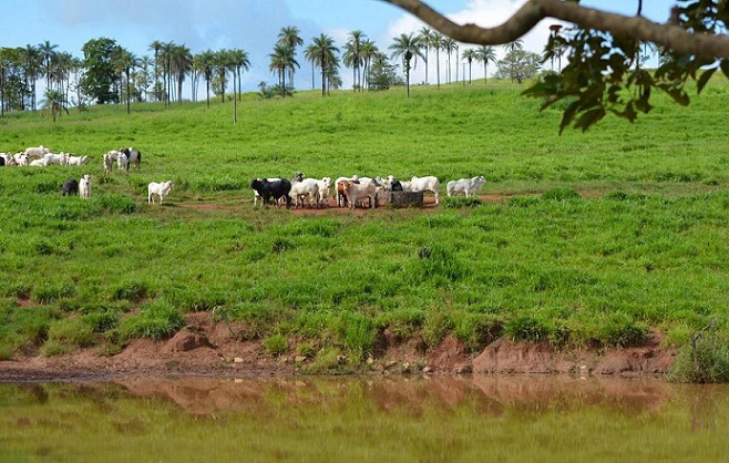 É mito ou verdade que o gado prefere beber água quente?