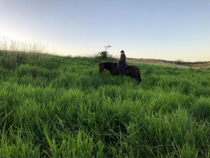 Pastagem que impressiona na Bahia e mais lotes em destaque de 20/07/2020