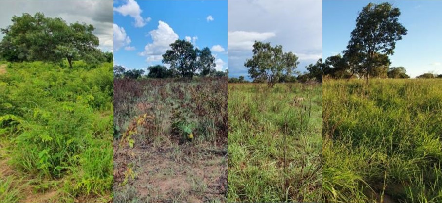 Pecuarista goiano economiza no arrendamento após limpar pasto com defensivo