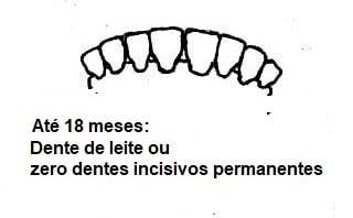 Amostra dos dentes de animais de até 18 meses 