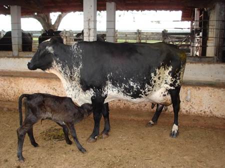 Devo tomar cuidados especiais se uma vaca parir em meio à lactação?