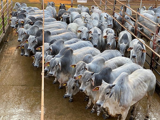 Boiada Nelore de 22@ sai bem na foto; veja lotes em destaque de 19/08 de 2020