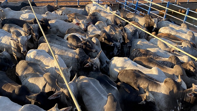 Boiada Guzonel de quase 22@ e mais lotes em destaque de 17 de agosto de 2020