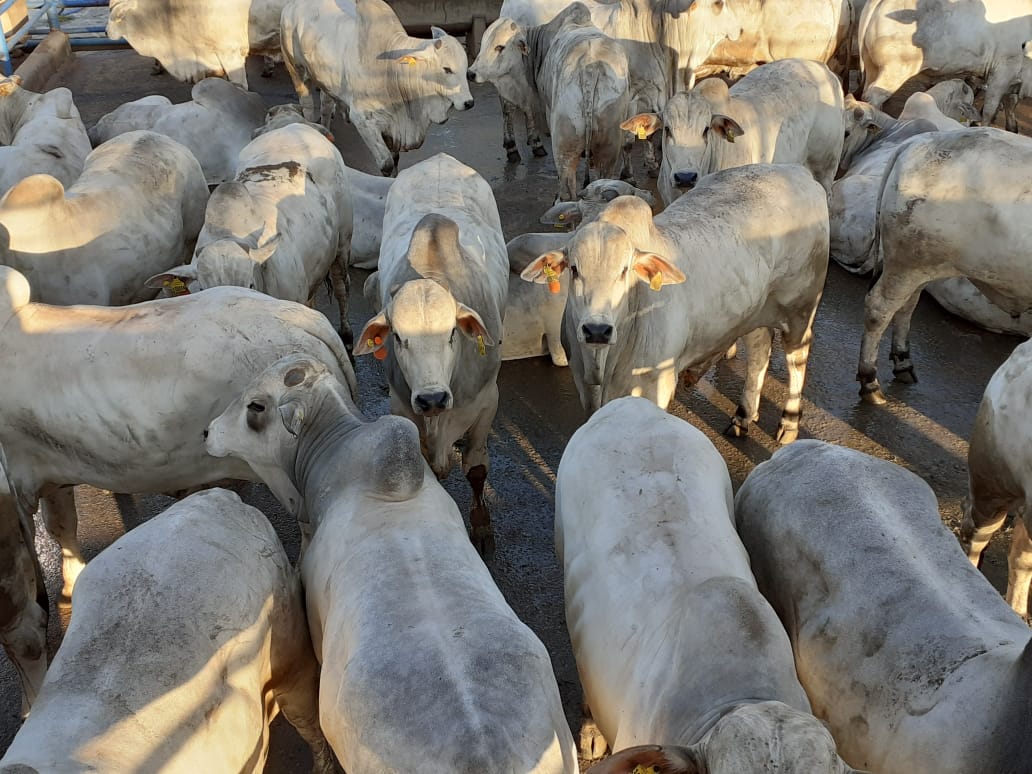 Bois Nelore 0 a 2 dentes com quase 23@ e mais lotes em destaque de 24/08 de 2020