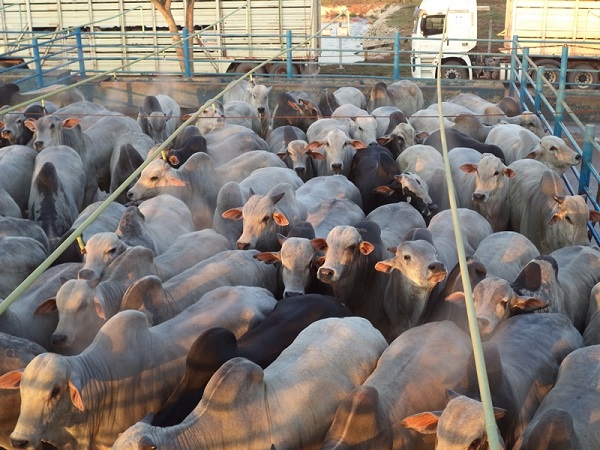 Confinamento viabiliza engorda de bois Nelore com até 4 dentes e 24@ de média; confira lotes em destaque de 25/08/2020