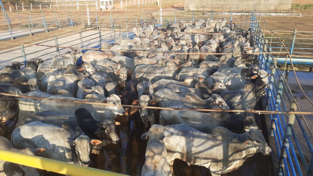 Bois Nelore a pasto com quase 20@ de São Félix do Xingu-PA e mais lotes em destaque em 31/08/2020