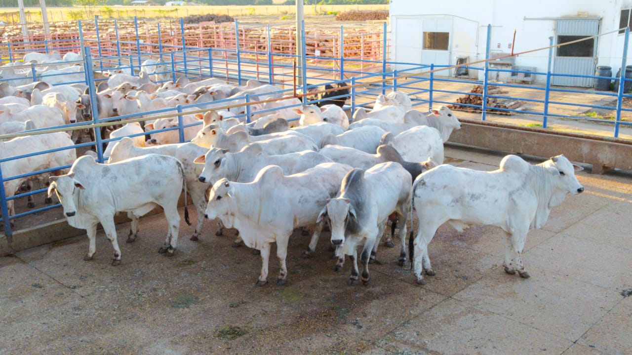 Pecuaristas reúnem “boiada chique” no Circuito Nelore 2020 em Água Boa-MT