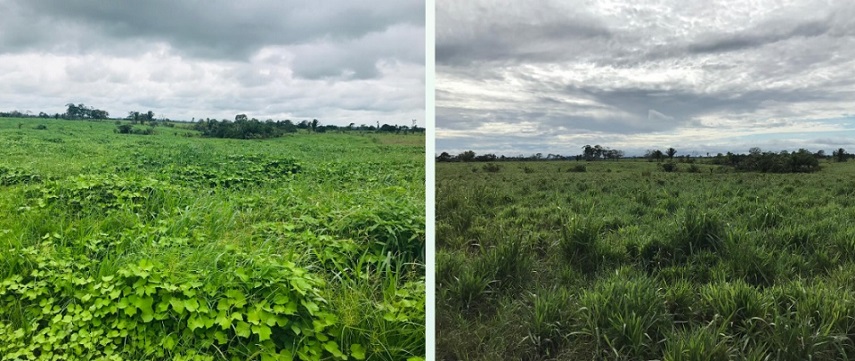 Quando retomar o controle foliar de plantas daninhas nas pastagens do Bioma Amazônico?