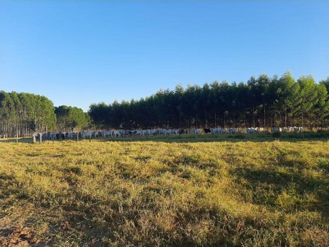 Ouro verde: veja visita a fazenda referência na integração pecuária-floresta no Pará e os lotes em destaque de 20/08/2020