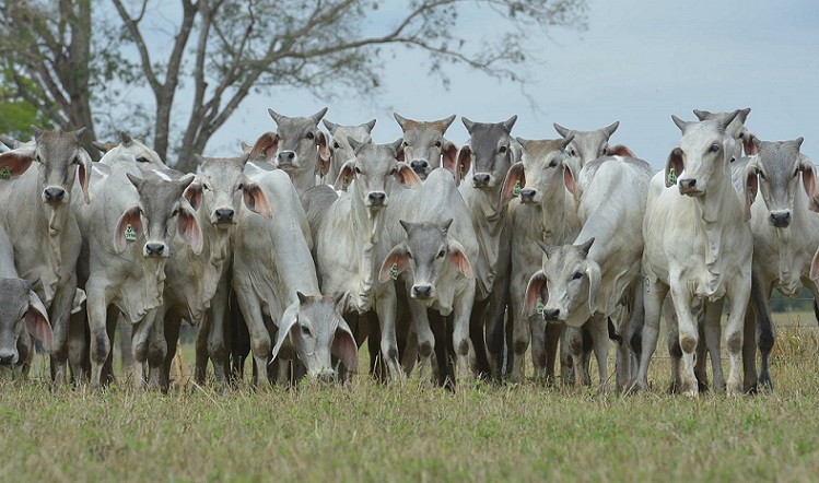 Qual o resultado da cruza do Senepol com vacas Guzerá?