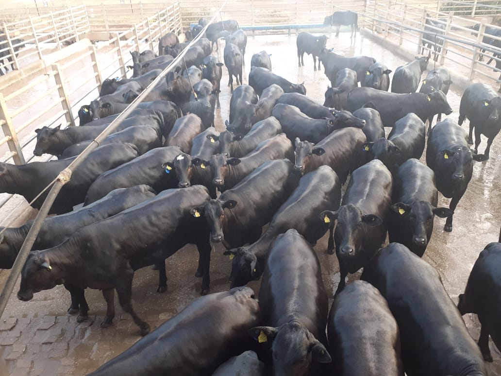 Fazenda do Pará produz novilhas Angus 0 dentes de 16,3@ de média; confira lotes em destaque de 26/08/2020