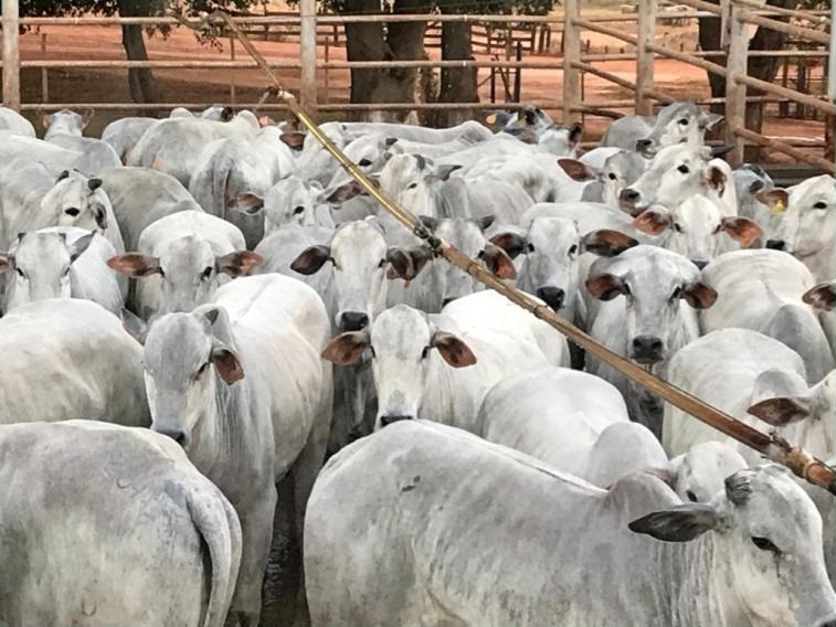 Giro do Dia: novilhas Nelore de fazenda em MT impressionam pela precocidade ao abate