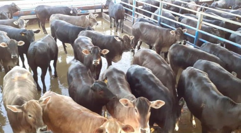 Em fazenda de SP, Pardo-Suíço desponta na produção de carne de qualidade