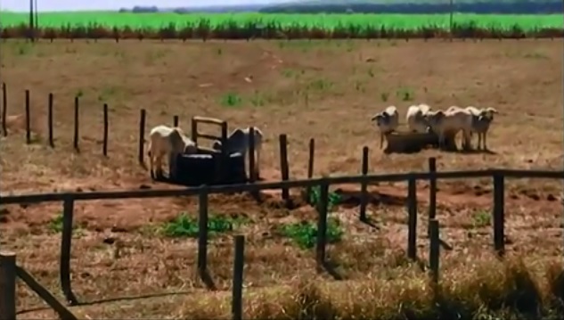 Posso intoxicar o gado posicionando o cocho com ureia próximo do bebedouro?