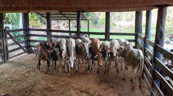 Sítio em Rondônia engorda fêmeas em pastejo rotacionado de Mombaça