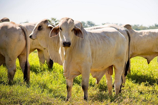 Vou ter boas fêmeas de reposição cruzando Brahman com matrizes F1 Angus?