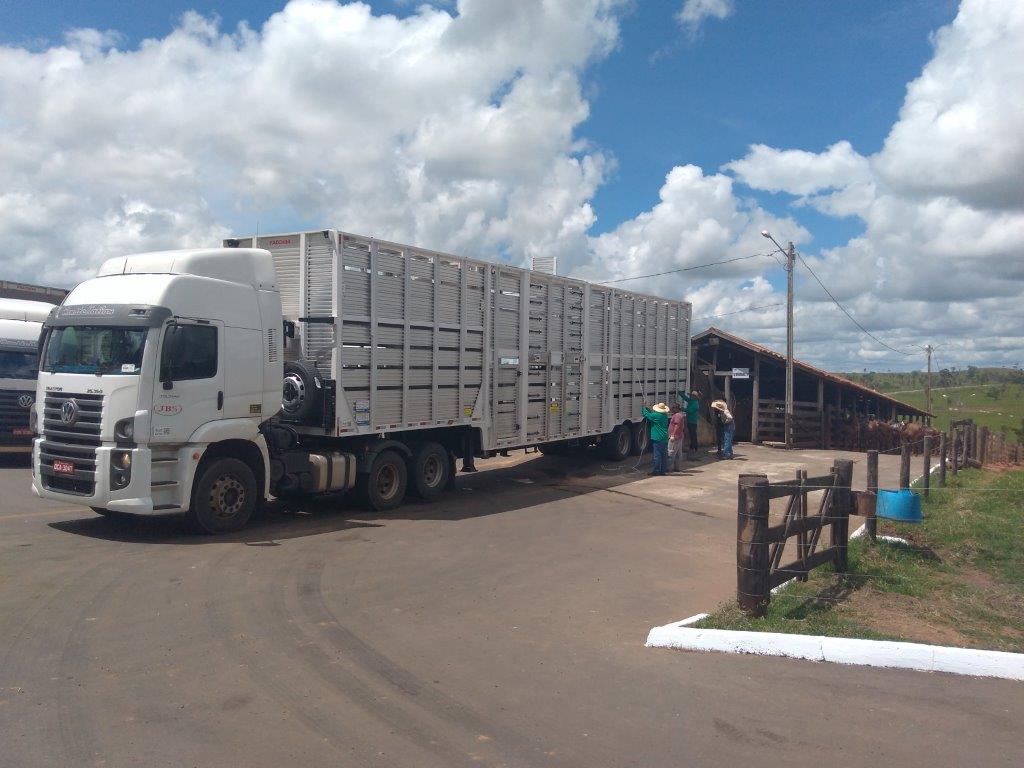 Para fazer carne de qualidade, transporte do gado deve ser “ao ponto da perfeição”