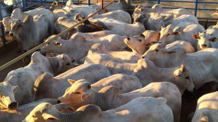 No Circuito Nelore em Água Boa-MT, melhoramento genético foi traduzido em produção de carne