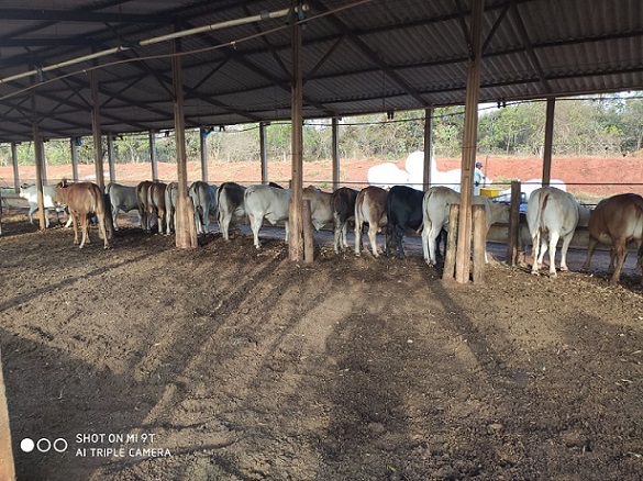 Produtor transforma granja de peru em confinamento de boi e sai do vermelho