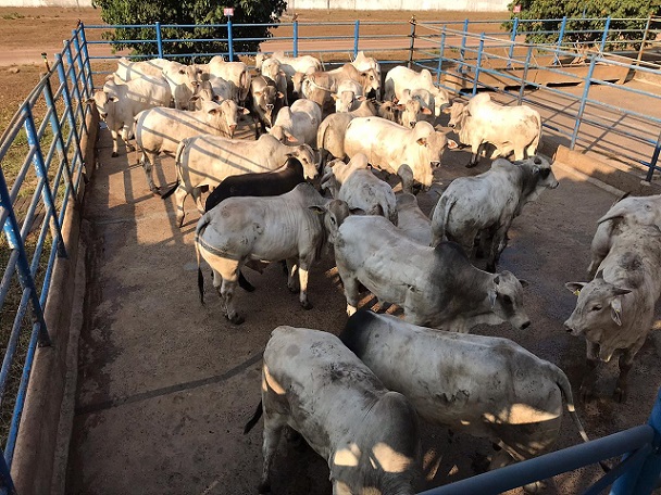 Boiada confinada no Maranhão alcança peso de 24,5@; veja os lotes de 17/09/2020